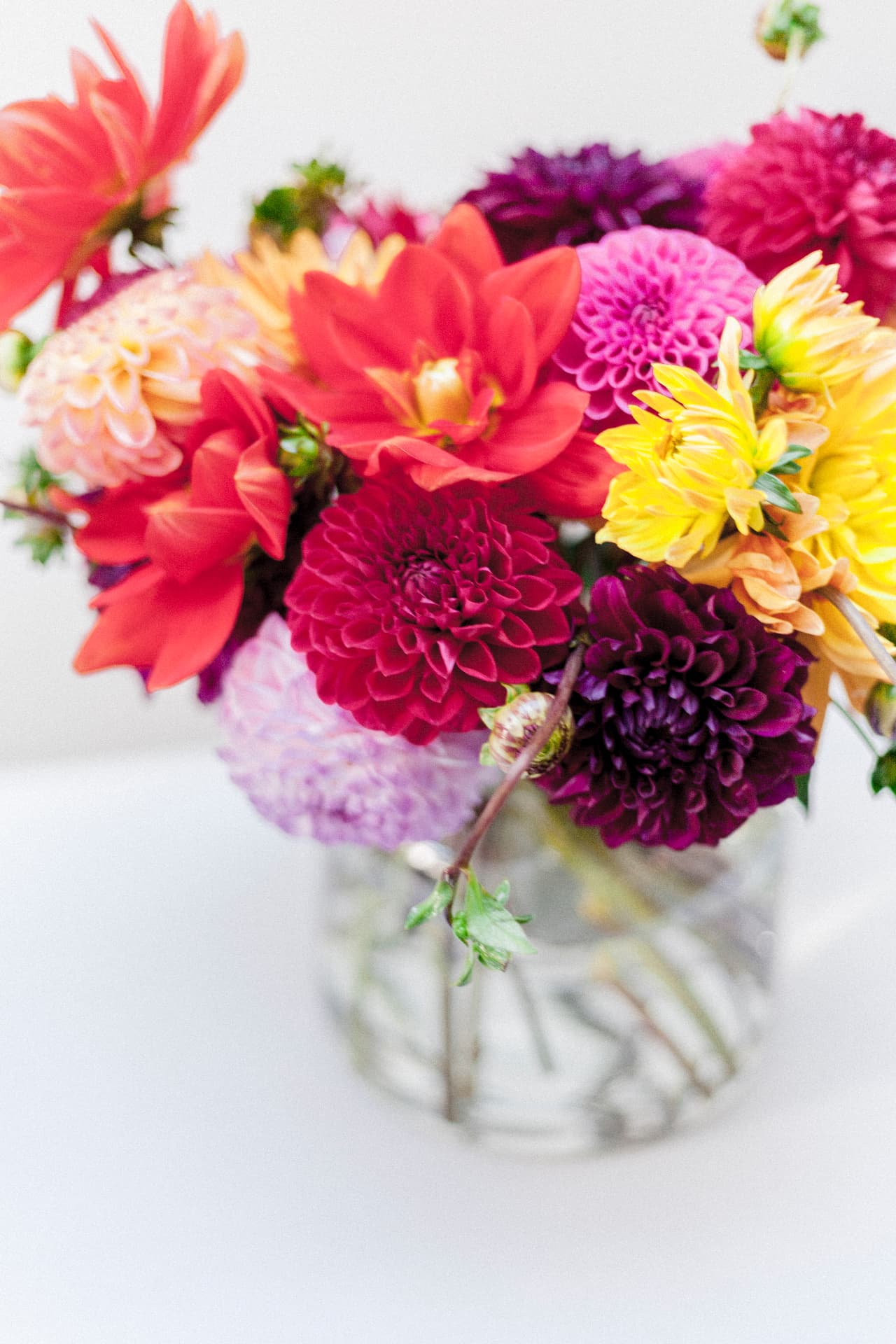 Colourful seasonal dahlias in coral, yellow, pink and deep burgundy